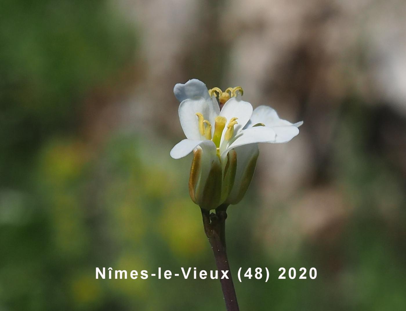 Rock-cress, [Cabbage-leaved] flower